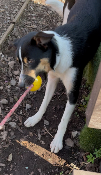 Thread 21 Starmer - Casting Nasturtiums