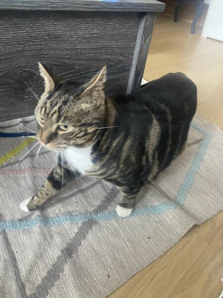 How to stop a cat going up the chimney?