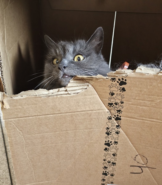 Hymns in Minor Keys & the Russian Easter Overture - the Excellent Cats ignore Culture.....