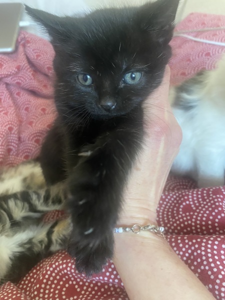 Advice please, Baby cats have arrived!