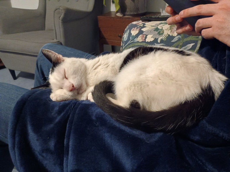 When to put our cat down - help!