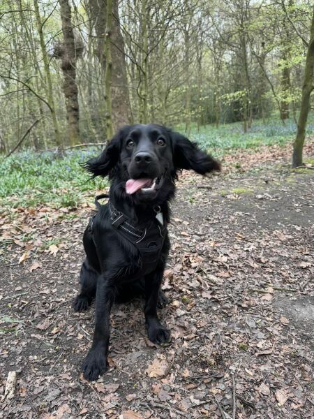 Adolescent Dog Survival Thread - get teenage licks right through the night!