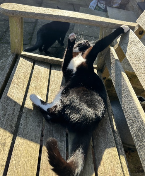 Thread 22 Starmer - Running up to local elections