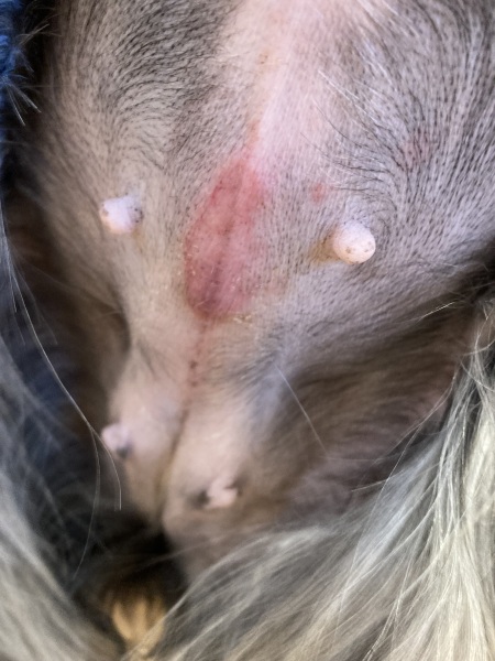 Dog spay rejecting sutures