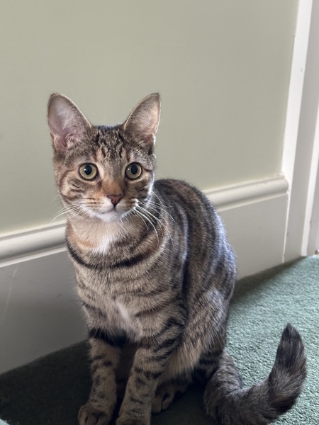 Hymns in Minor Keys & the Russian Easter Overture - the Excellent Cats ignore Culture.....