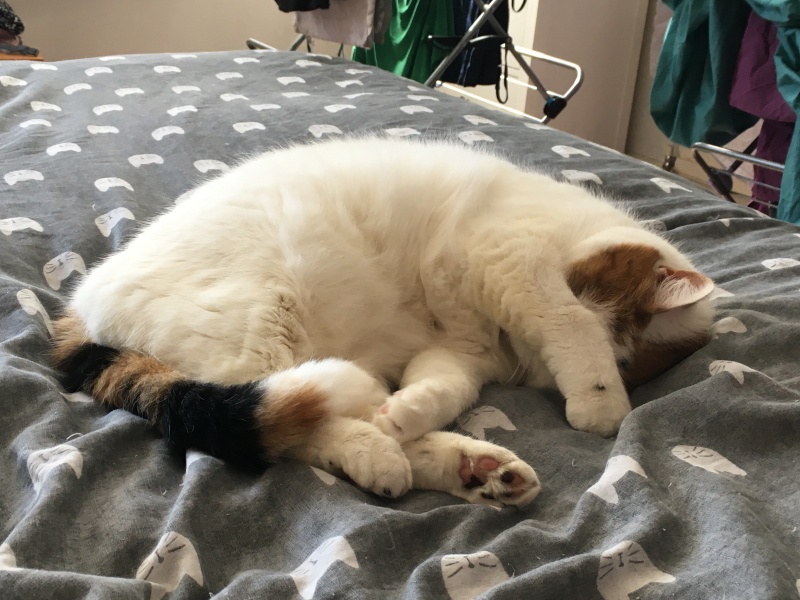 Hymns in Minor Keys & the Russian Easter Overture - the Excellent Cats ignore Culture.....