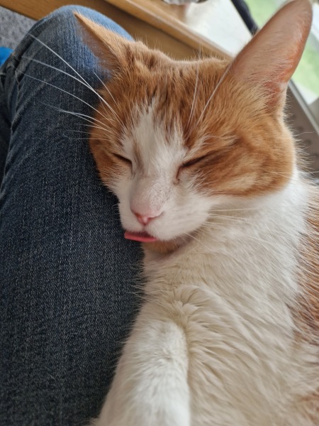 Hymns in Minor Keys & the Russian Easter Overture - the Excellent Cats ignore Culture.....