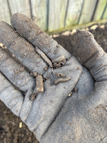 What are these grubs?