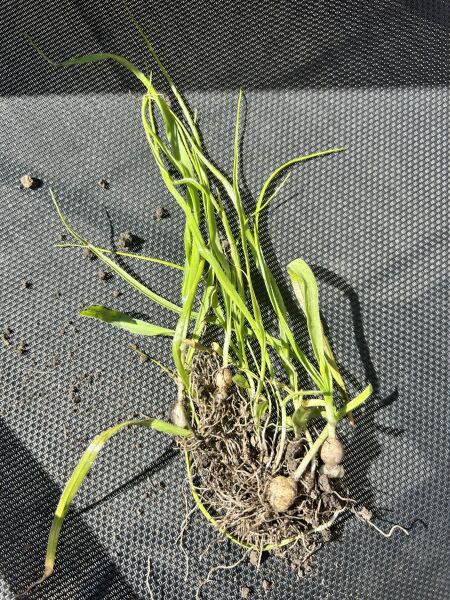 Garlic chives!