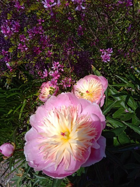 peonies looking great