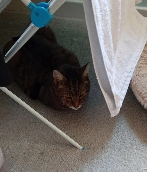 Hymns in Minor Keys & the Russian Easter Overture - the Excellent Cats ignore Culture.....