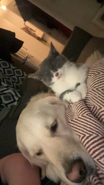 Cat affectionate towards dog?
