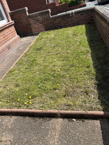 What should I plant in this space?