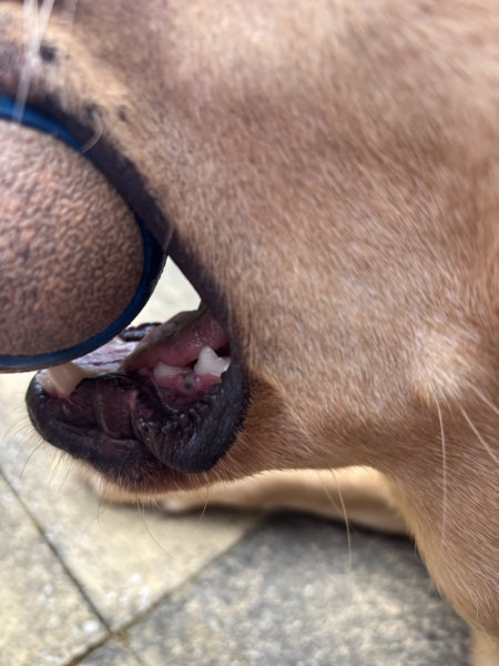 Dog’s gum