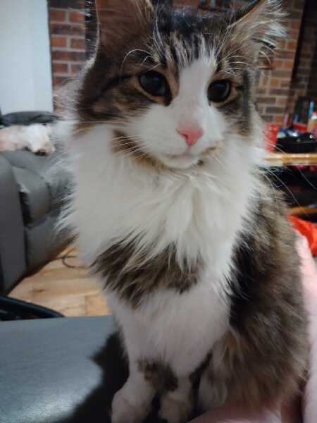 Thread 22 Starmer - Running up to local elections