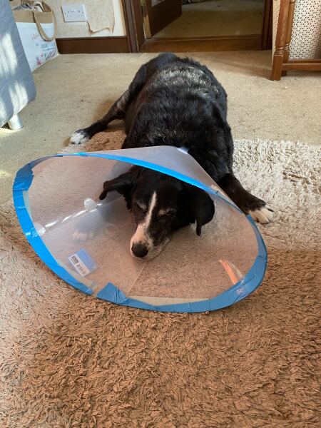 Handhold please - elderly rescue dog attacked by Doberman this afternoon 😢