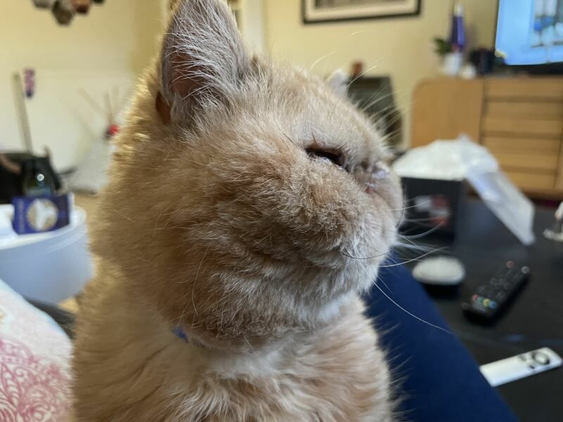 Pampered, Persian, Princess Penelope