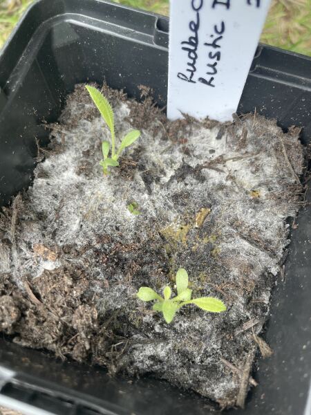 White stuff on seedling soil