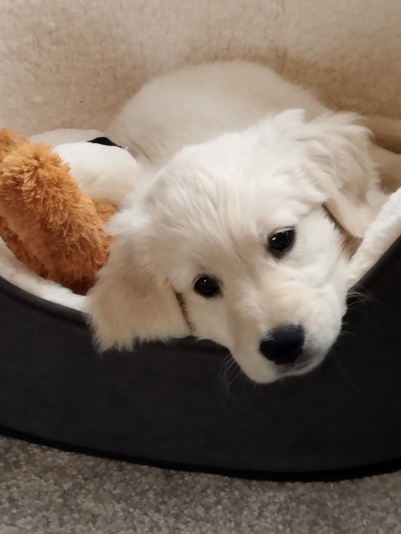 Golden Retriever puppy and walks