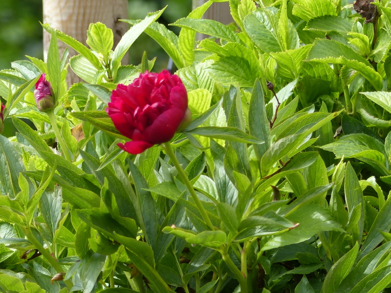 Anyone else excited for peonies?