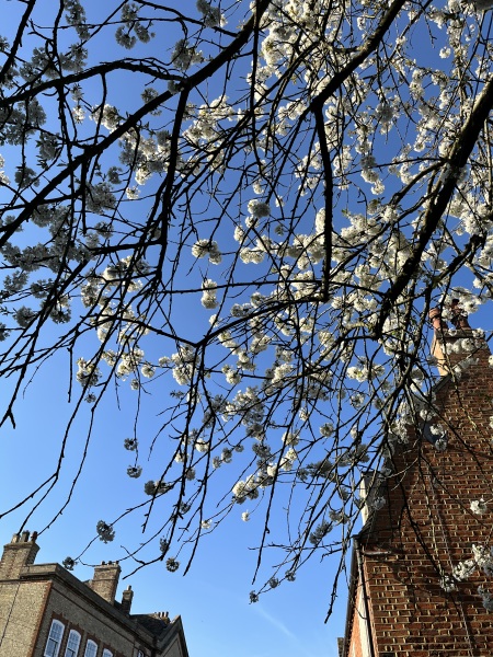 Thread 22 Starmer - Running up to local elections