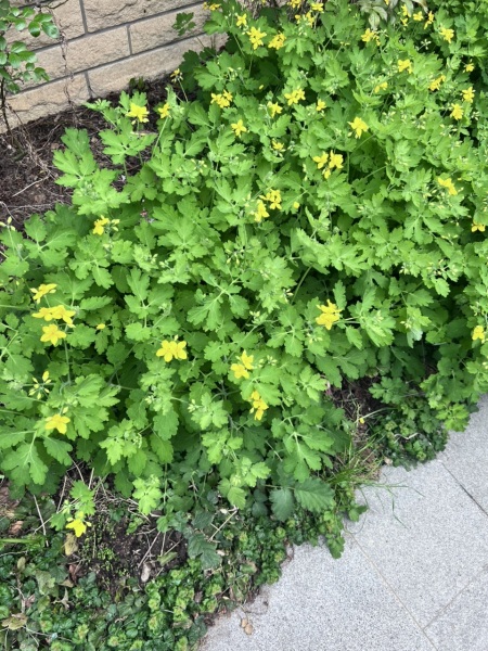 What is this please?