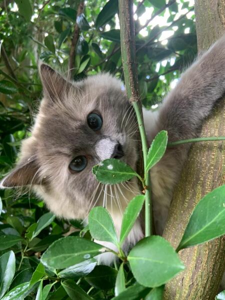 What is making my Cat throw up