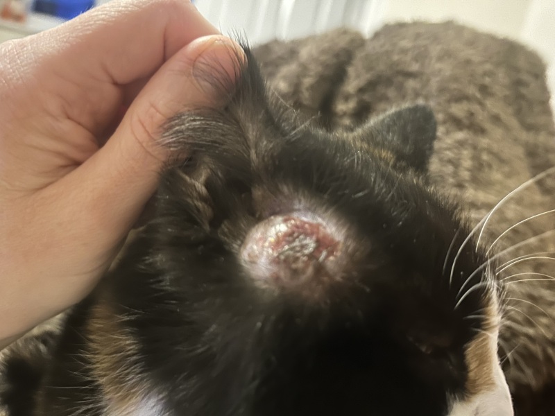 Need advice on my poor cat. Gross pic
