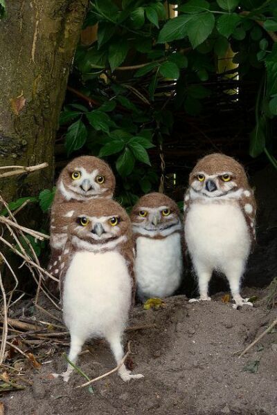 Owls