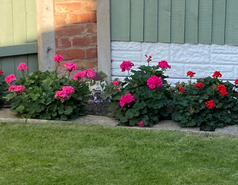 What are these flowers?