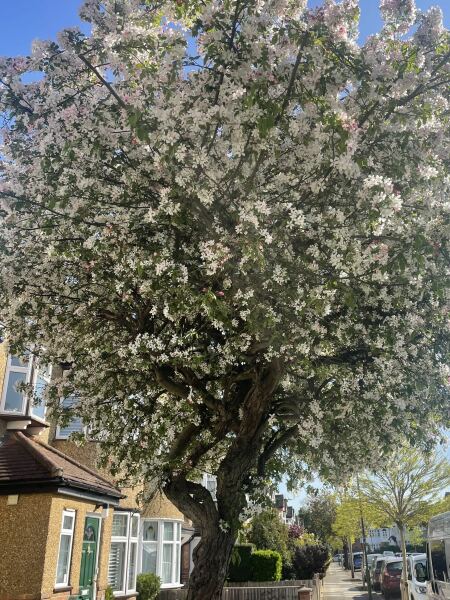 Pls help me identify this blossom tree