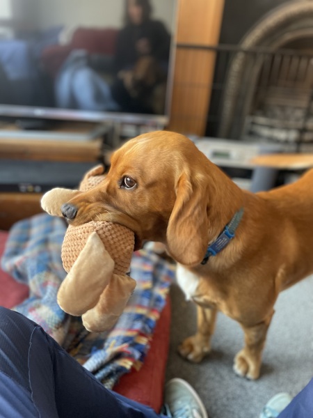 Adolescent Dog Survival Thread - get teenage licks right through the night!
