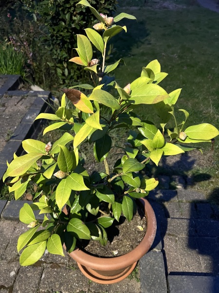 What’s wrong with my Japanese Camillia?