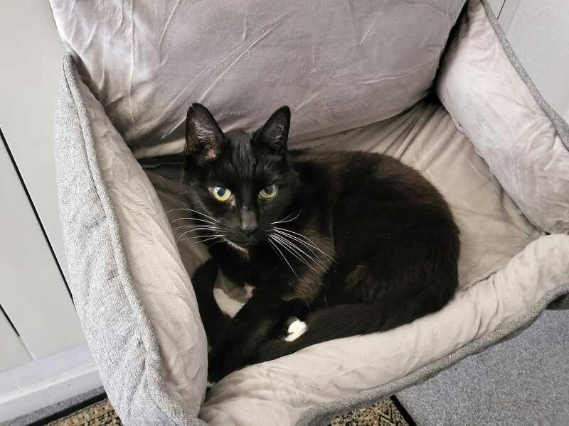 Hymns in Minor Keys & the Russian Easter Overture - the Excellent Cats ignore Culture.....