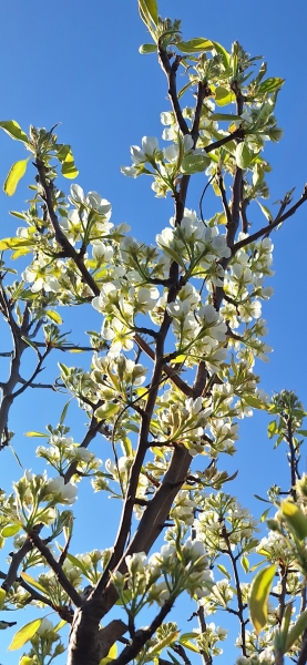 The Year Round Nigel Slater Discussion thread