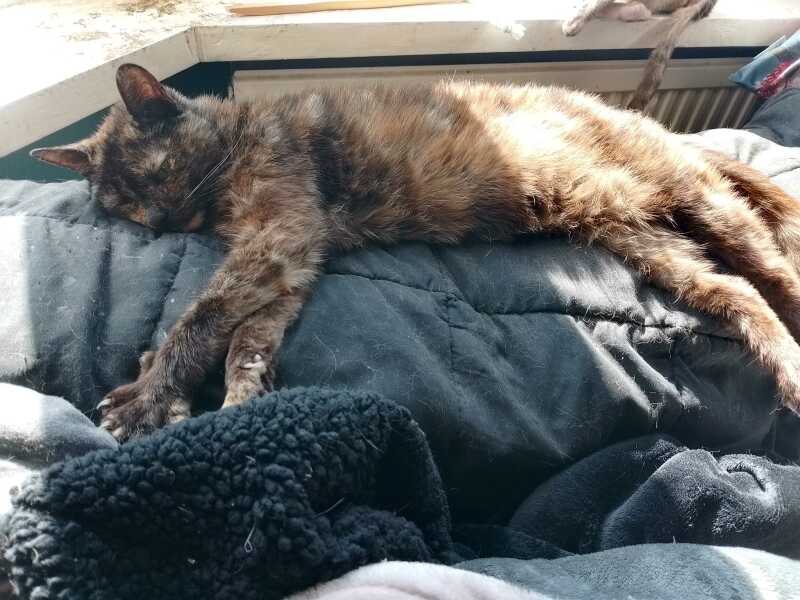 Hymns in Minor Keys & the Russian Easter Overture - the Excellent Cats ignore Culture.....