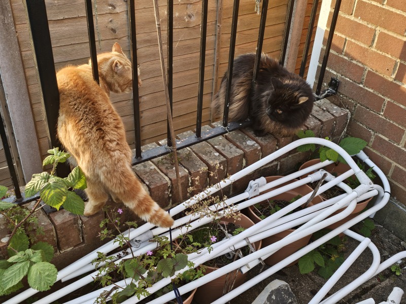 Hymns in Minor Keys & the Russian Easter Overture - the Excellent Cats ignore Culture.....