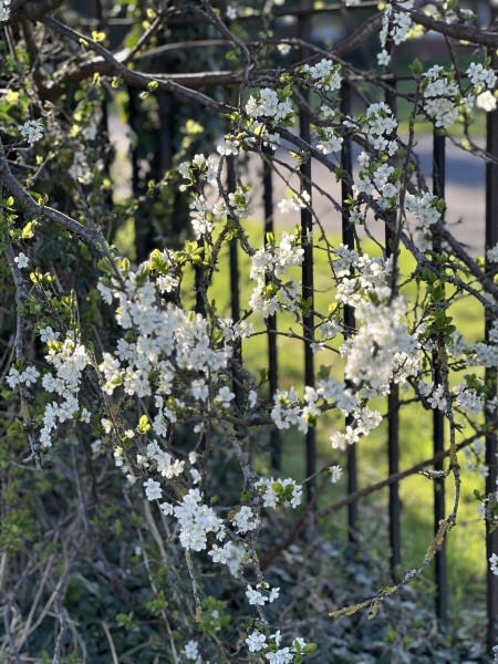 The Year Round Nigel Slater Discussion thread
