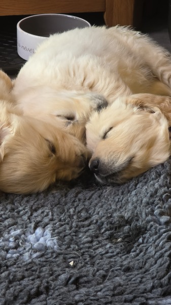 T-minus 6 days till our puppy comes home with us!