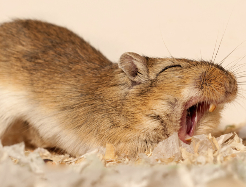 The Bluestocking - where women are women, and small furry animals are gerbils, quokkas,  capybaras, or a red panda called Rosy