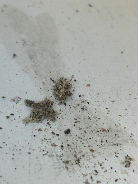 Any idea what these weird little mounds are? Woodworm? Ants?