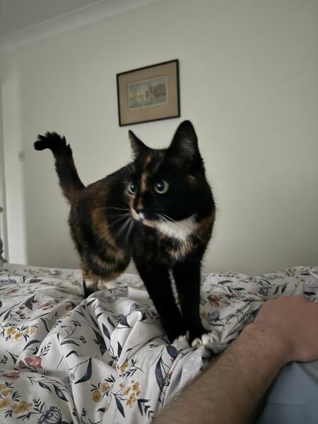 Our tortie has gone missing 😥