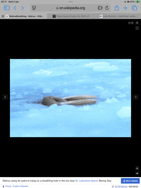 The Bluestocking - where women are women, and small furry animals are gerbils, quokkas,  capybaras, or a red panda called Rosy