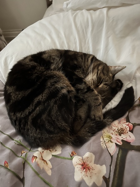 To ask if you have a velcro cat?