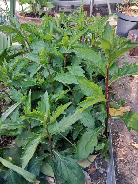 Am I cultivating a very vigorous weed or not?