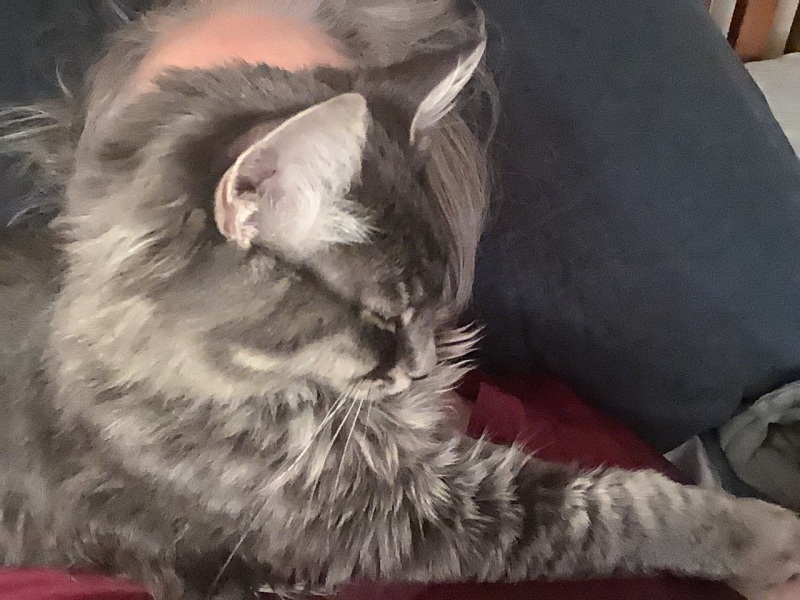 To ask if you have a velcro cat?