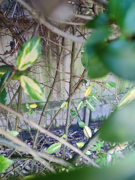 Will I regret a naked fence?