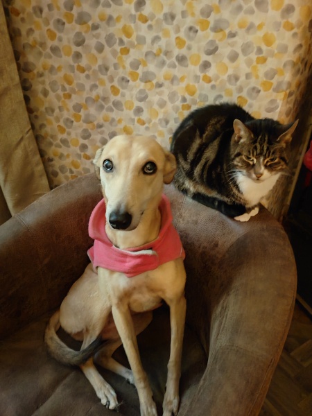 Cat affectionate towards dog?