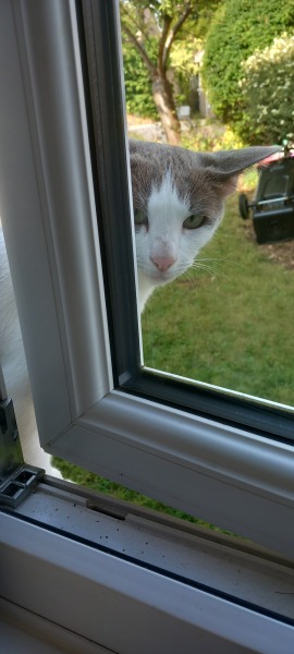 Hymns in Minor Keys & the Russian Easter Overture - the Excellent Cats ignore Culture.....