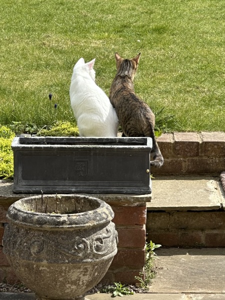 Hymns in Minor Keys & the Russian Easter Overture - the Excellent Cats ignore Culture.....